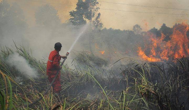 Polisi Periksa Tiga Orang Terkait Kebakaran Lahan di Payung Sekaki Pekanbaru