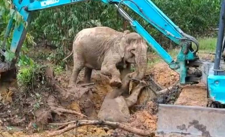 Duh... Anak Gajah Terperosok di Lubang Galian, Seruni Sempat Berontak saat Evakuasi Diturunkan 