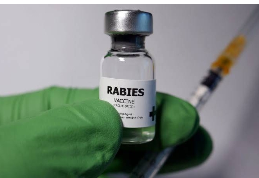 Tak Perlu Khawatir, Vaksin Rabies Hewan Peliharaan di Riau Gratis