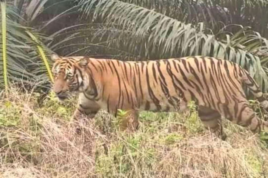 Warga Rekam Penampakan Harimau Sumatra di Inhu