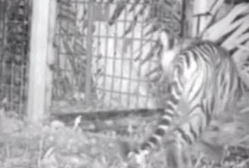Harimau Berkeliaran di Siak Terpantau Kamera Trap, Tapi Ogah Masuk Perangkap