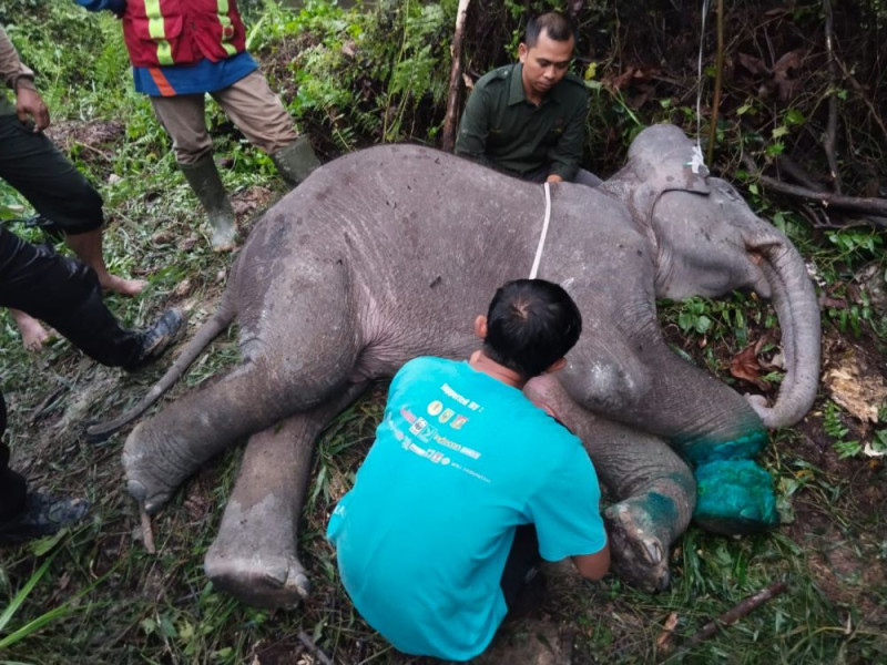 Bayi Gajah Mati di Pelalawan Akibat Luka Terjerat Tali Nilon