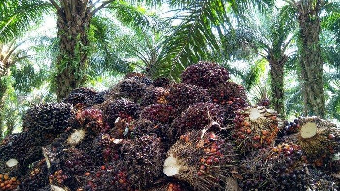 Harga Kelapa Sawit Mitra Plasma di Riau Turun Tipis