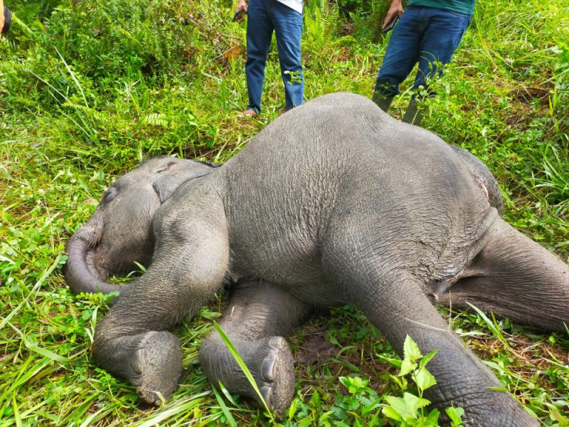 Sedih, Anak Gajah di PLG Minas Riau Ditemukan Mati
