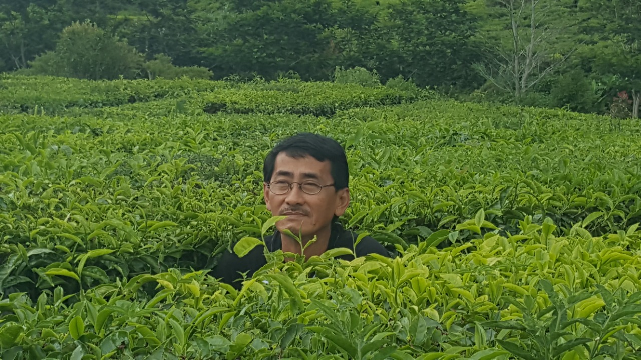 Ladang teh sekinchan