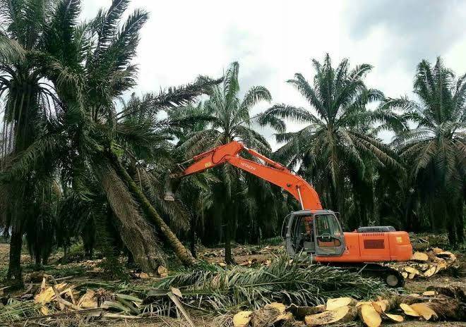 Dirjen Perkebunan Targetkan Replanting 10 Ribu Hektar Kebun Sawit di Riau