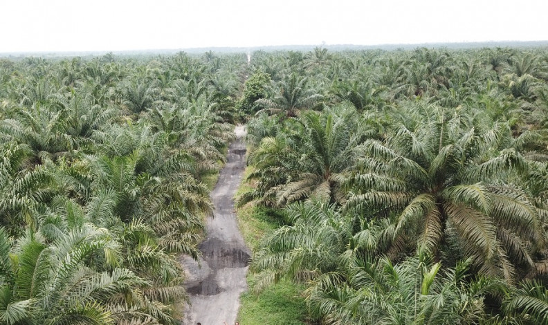 Kata DPR, 80 Perusahaan Perkebunan di Riau Terindikasi Aktifitas Ilegal di Kawasan Hutan